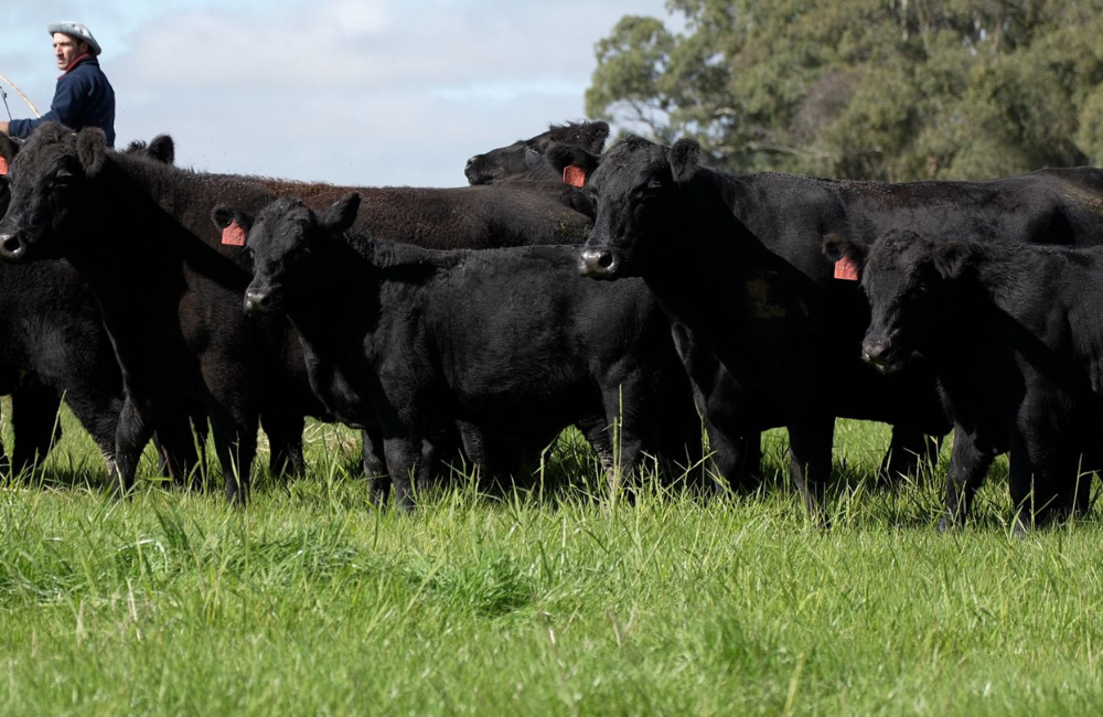 PROGÊNIE DO SUCESSOR