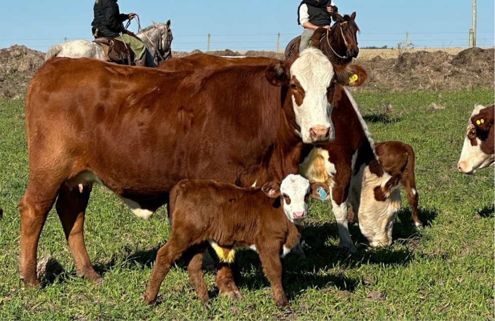 PROGÊNIE DO PONTAÇO