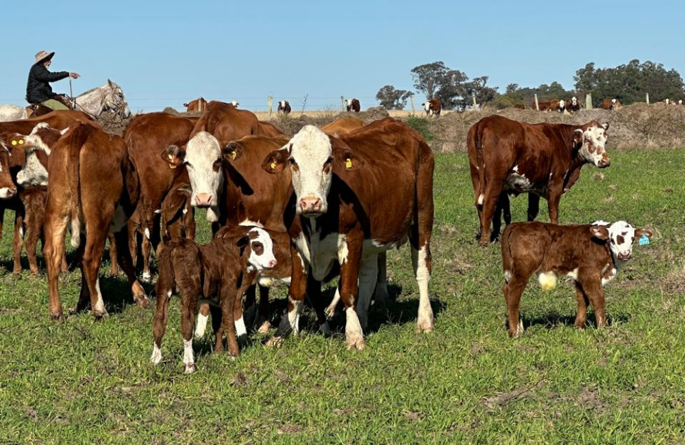 PROGÊNIE DO PONTAÇO