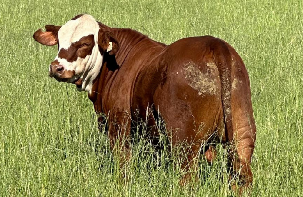 PROGÊNIE DO VISTAÇO