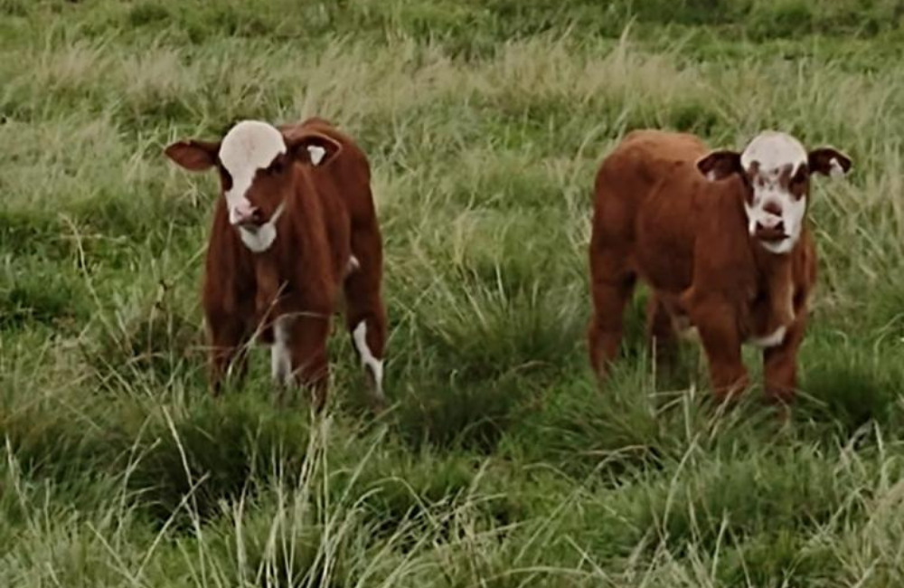 PROGÊNIE DO VISTAÇO