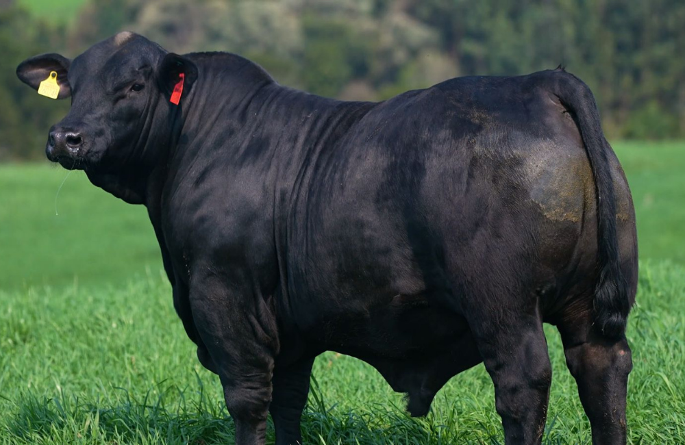 FACONAÇO A CAMPO