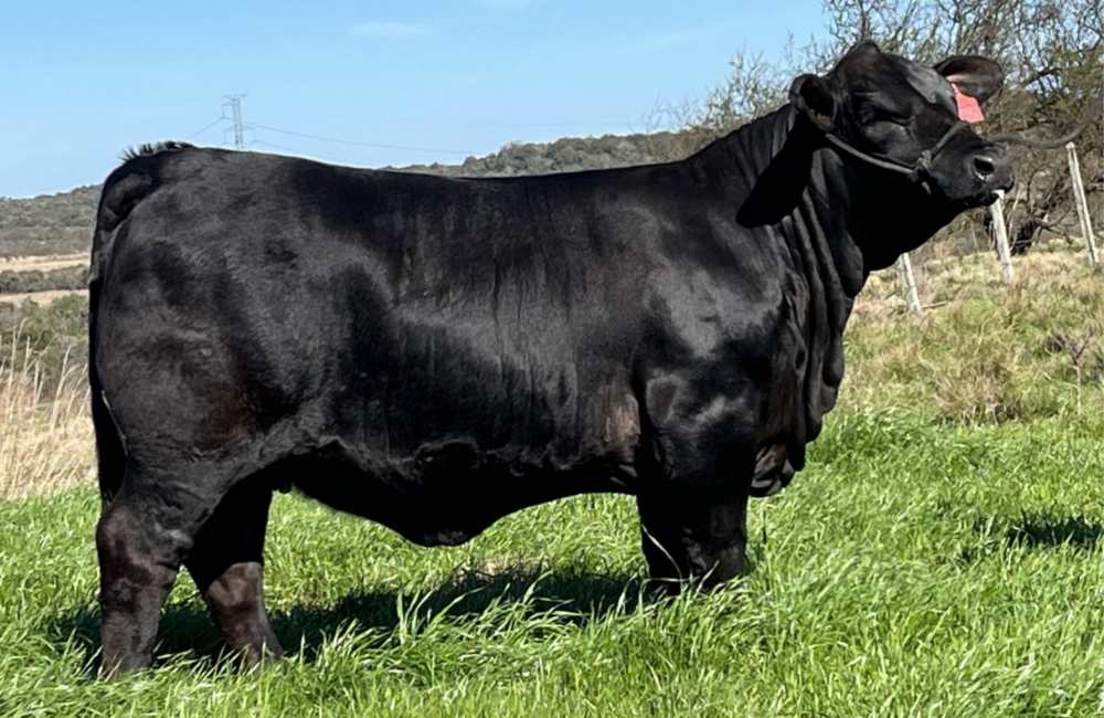 FILHA DO GENGIS KHAN