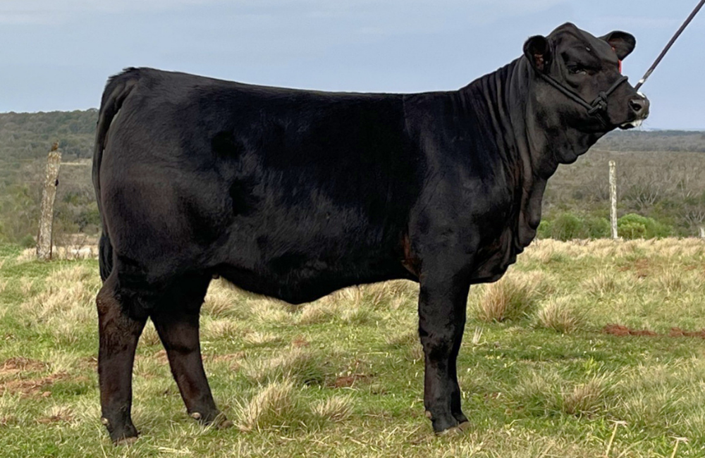 FILHA DO GENGIS KHAN, EM MÃE NAVAJO