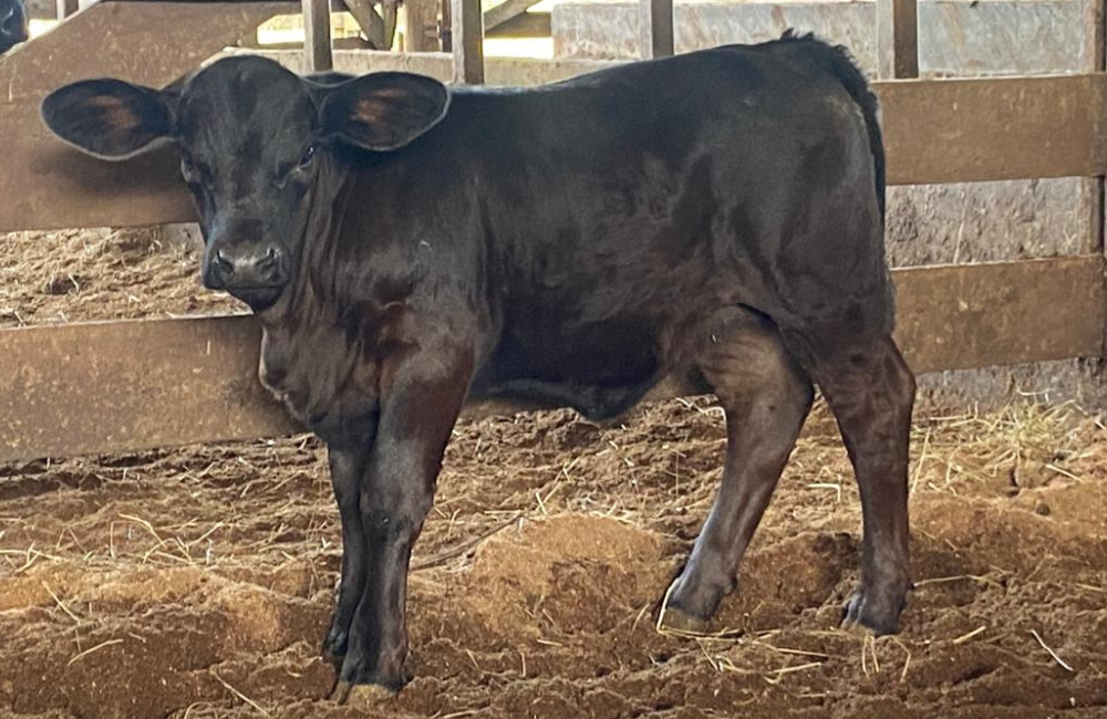 PROGÊNIE DO OURO PRETO