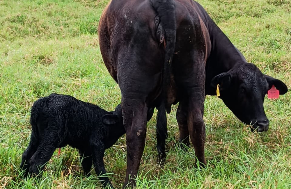 PROGÊNIE DO OURO PRETO