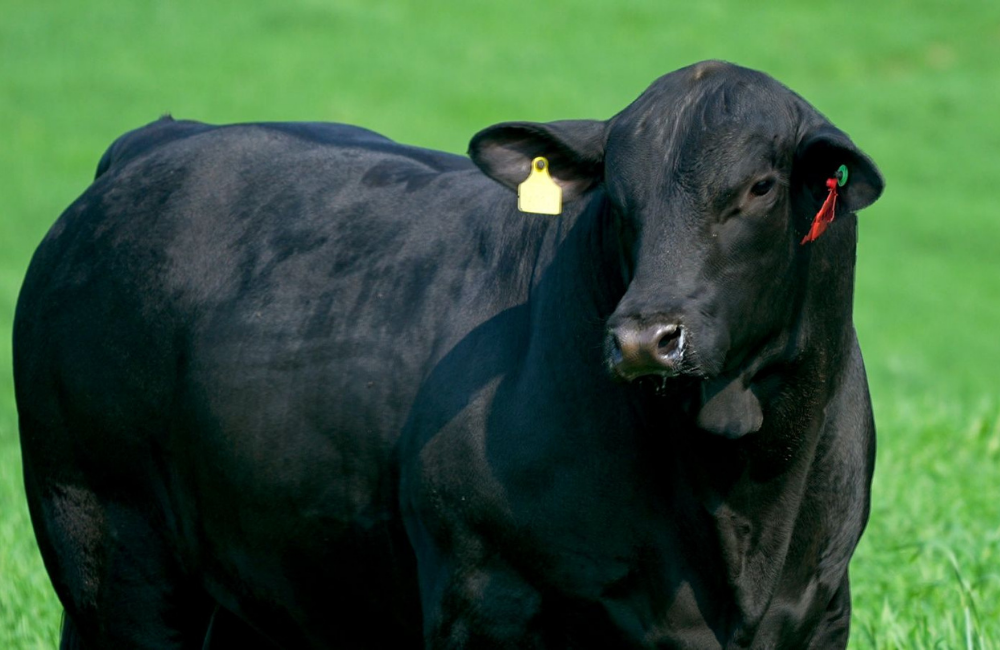 PIRATA A CAMPO