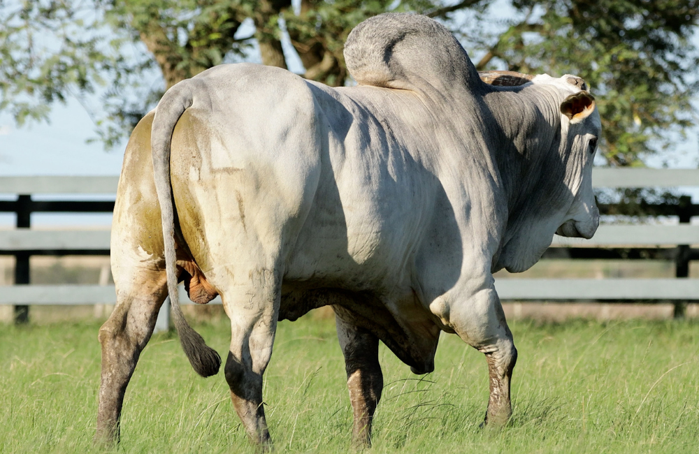 DEPENDER A CAMPO