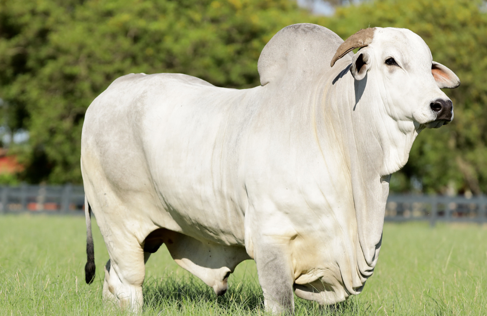 THOR A CAMPO