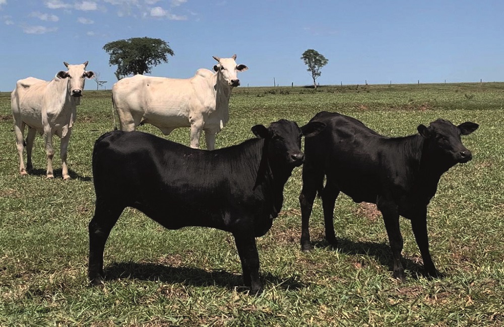 Progênie em vaca nelore
