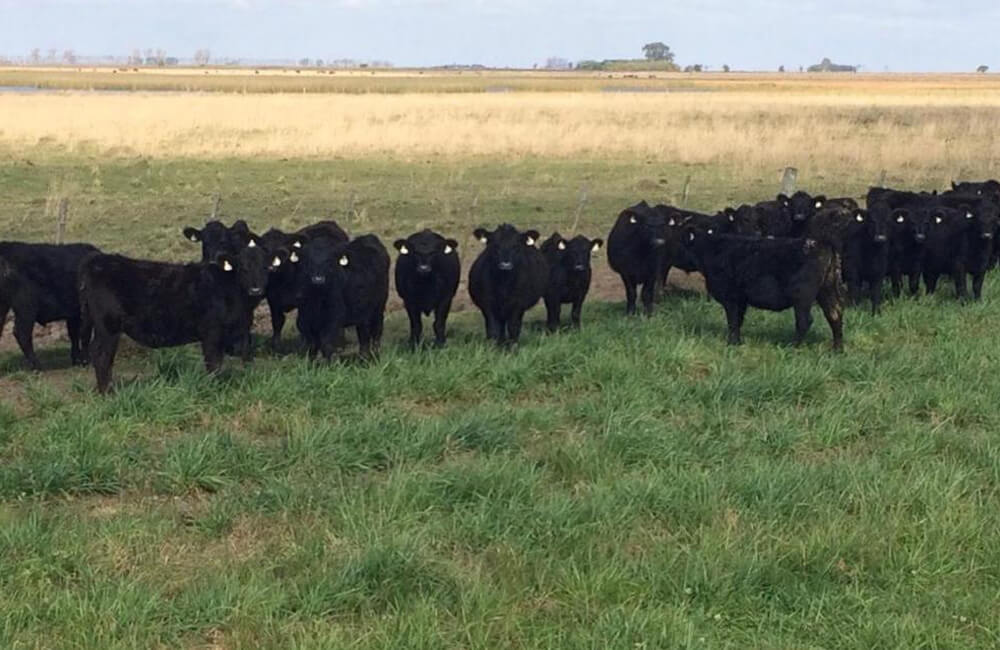 Filhos de Don Pancho em vaca angus