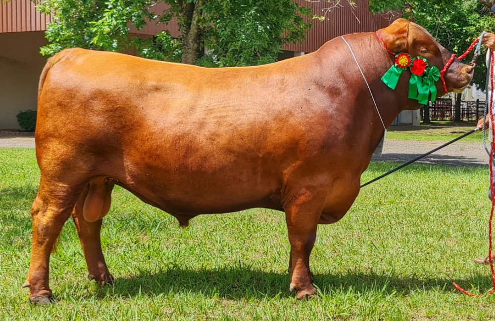 GRAN LÍDER EM PISTA