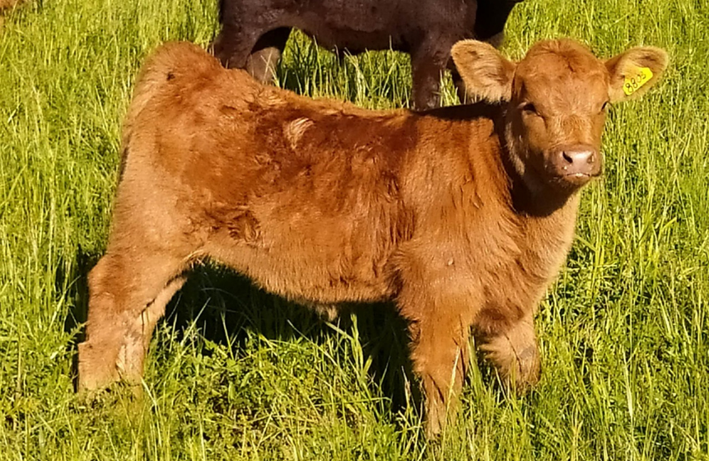 PROGÊNIE DO GRAN LÍDER