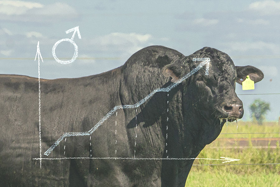 Crescimento do mercado de inseminação artificial de bovinos no Brasil cresce 65,4% no semestre