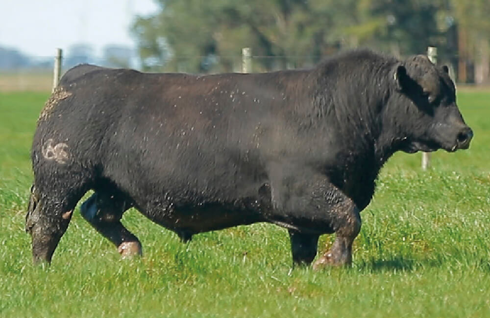 Filho de Beef já comercializado em 2018