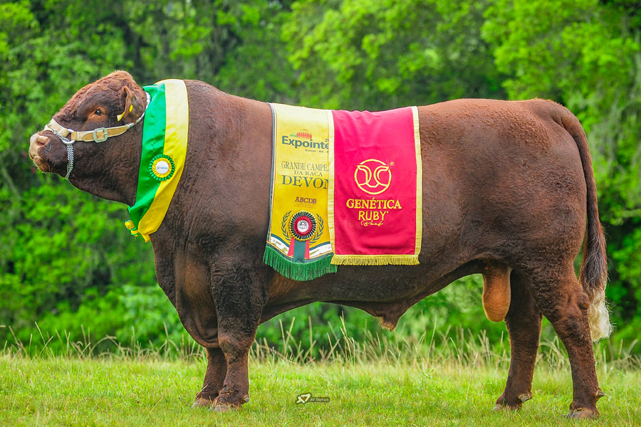 Devon da Cabanha Boeck, Grande Campeão da 44ª Expointer chega à Renascer Biotecnologia